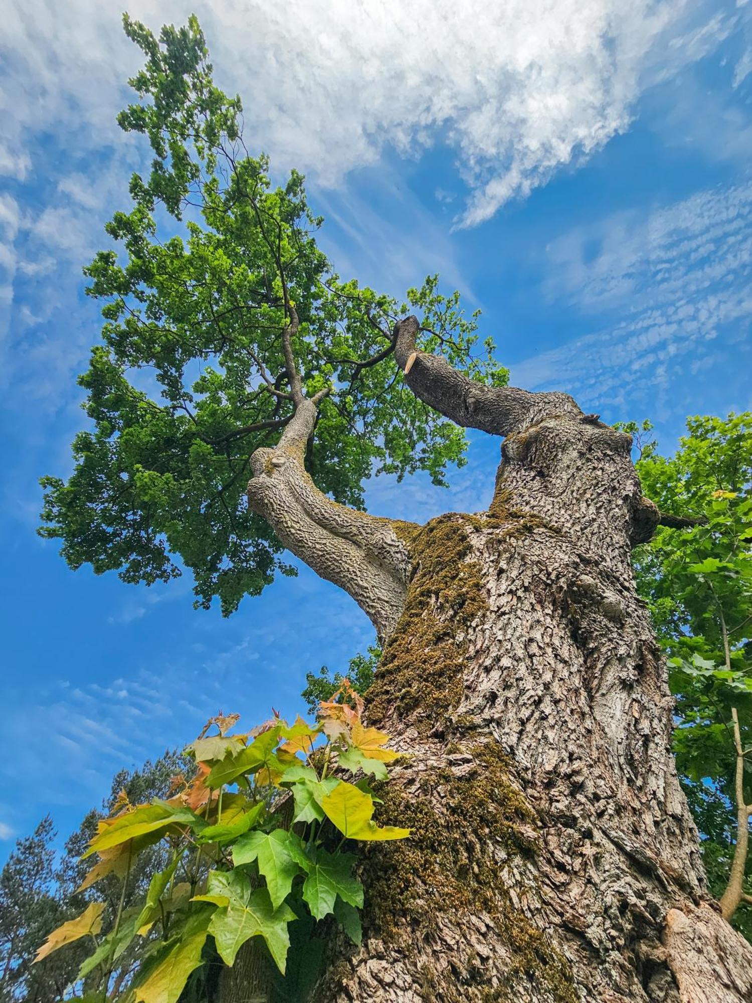Villa Dom Pod Klonem Na Kaszubach Koscierzyna Esterno foto