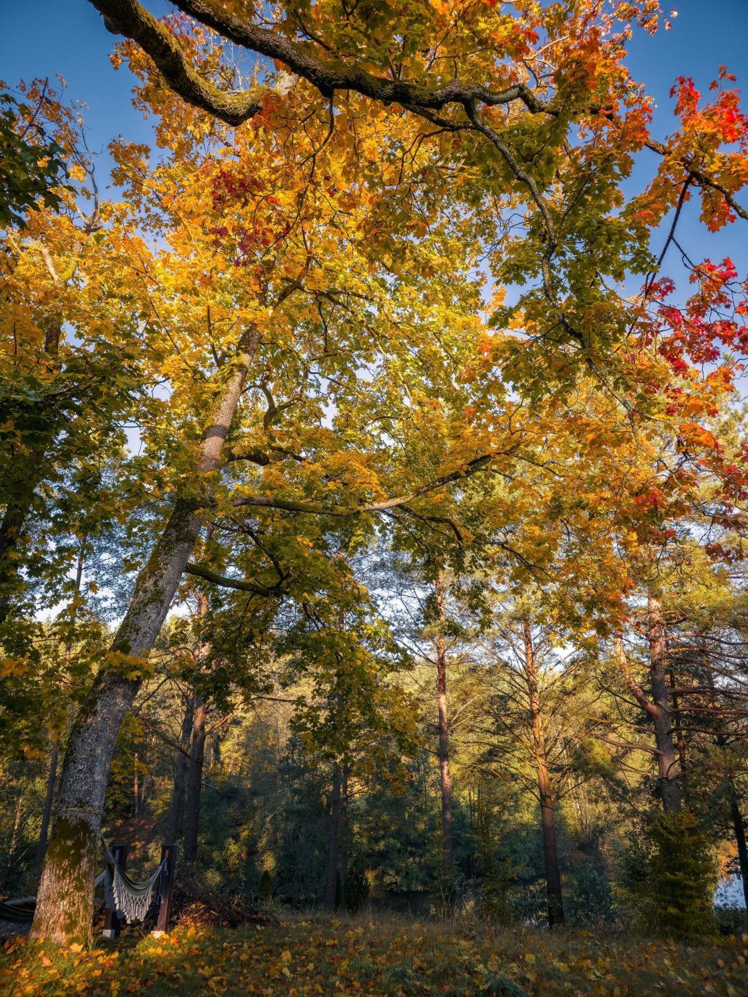 Villa Dom Pod Klonem Na Kaszubach Koscierzyna Esterno foto